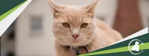 Convite Banner Pet Shop Gato para mais pesquisados